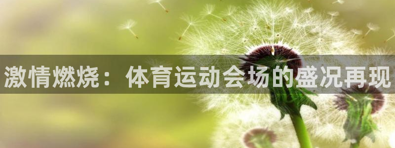 3377体育是正规的吗：激情燃烧：体育运动会场的盛况再现