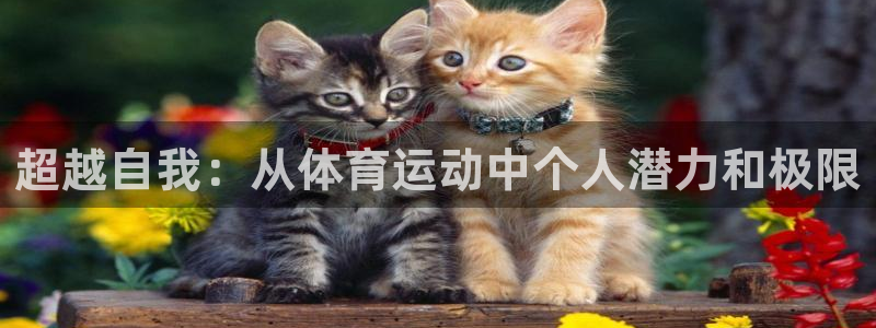3377体育官网下载